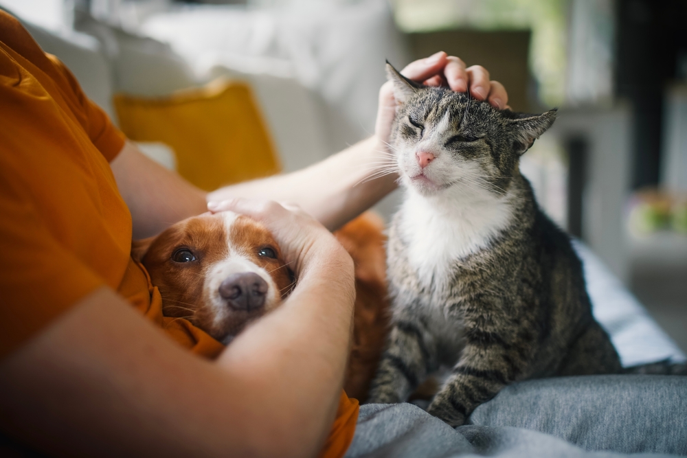 End-of-Life Planning for Pets: A Compassionate Checklist for Pet Parents