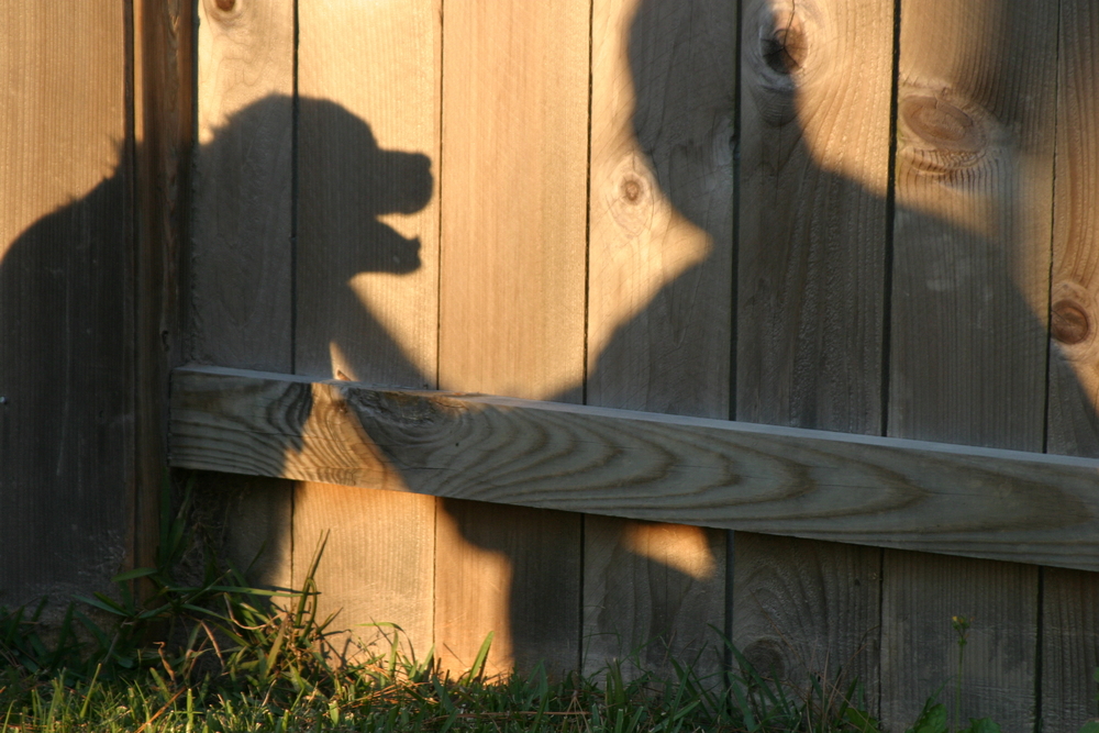 How to Know When It's Time: Recognizing End-of-Life Signs in Pets