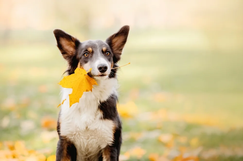 Fall Safety Tips for Pets: Hazards Every Owner Should Know