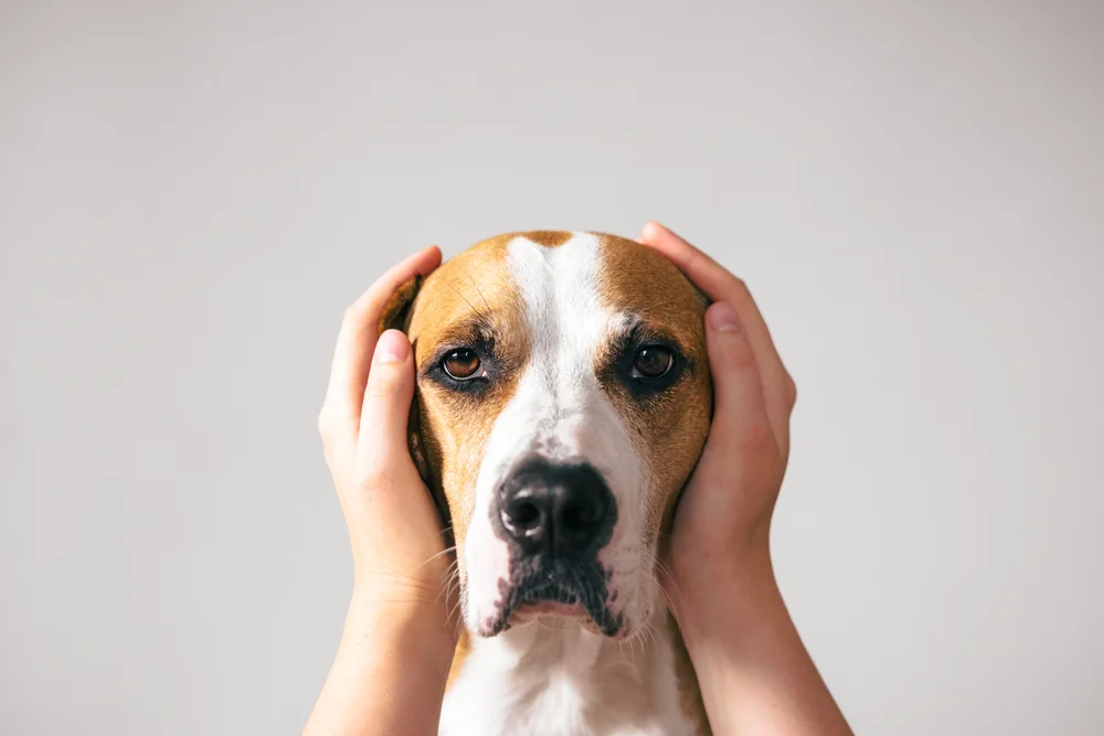 Fireworks and Pets: How to Keep Your Senior or Ill Pet Calm This 4th of July