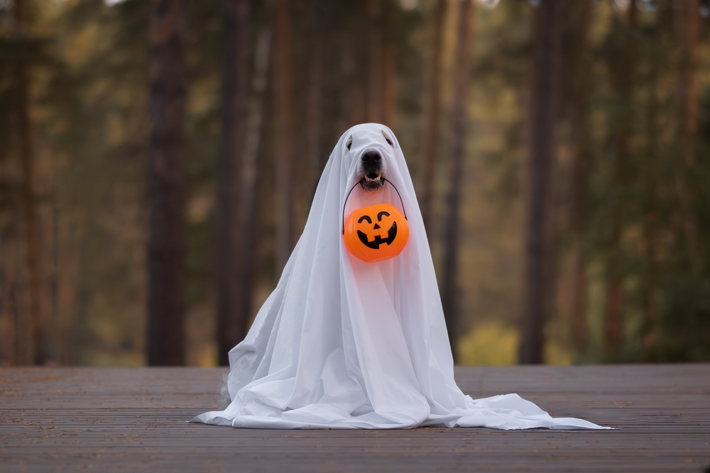 Keeping Your Pets Safe and Stress-Free This Halloween
