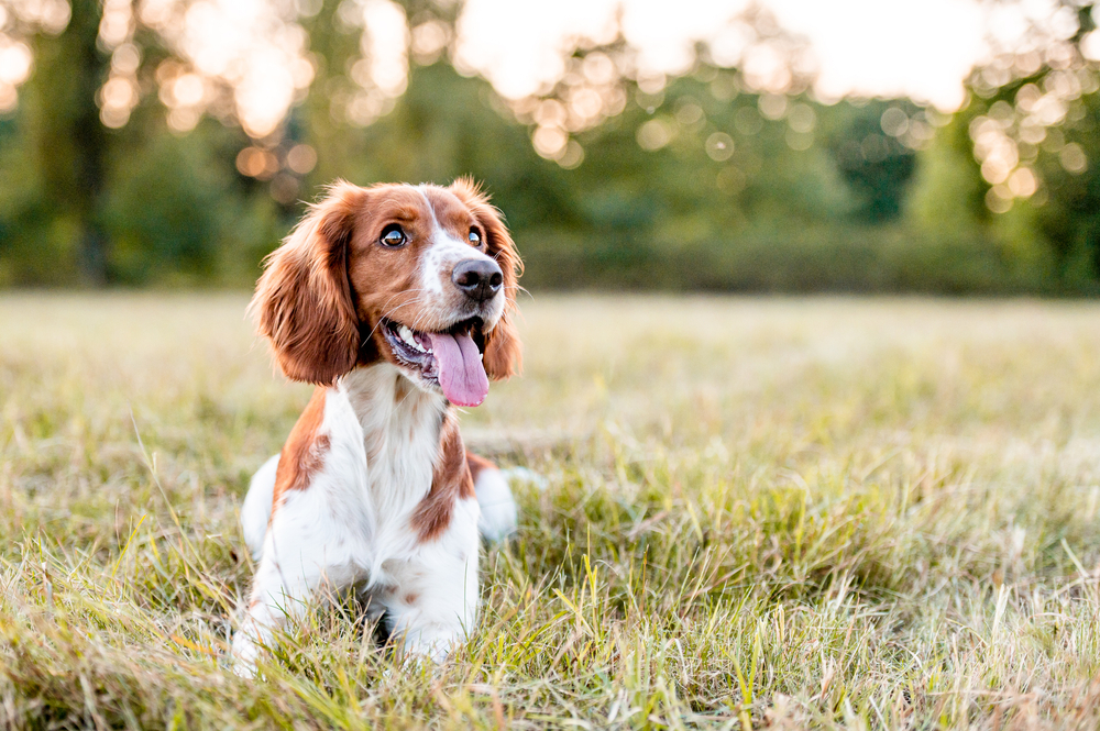 Why Pet Aftercare Matters: Honoring Your Pet's Legacy
