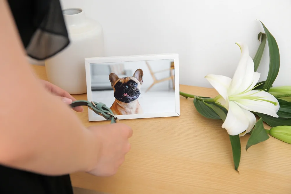 What to Do When Your Pet Passes at Home: A Step-by-Step Guide