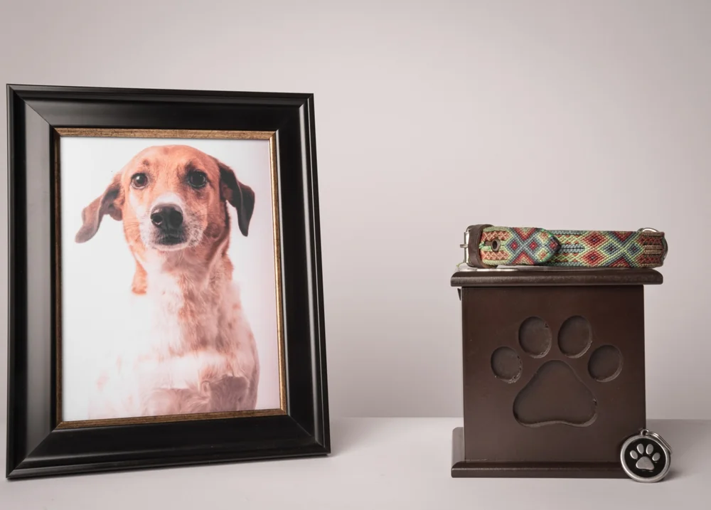 Private vs. Communal Pet Cremation: What's the Difference?