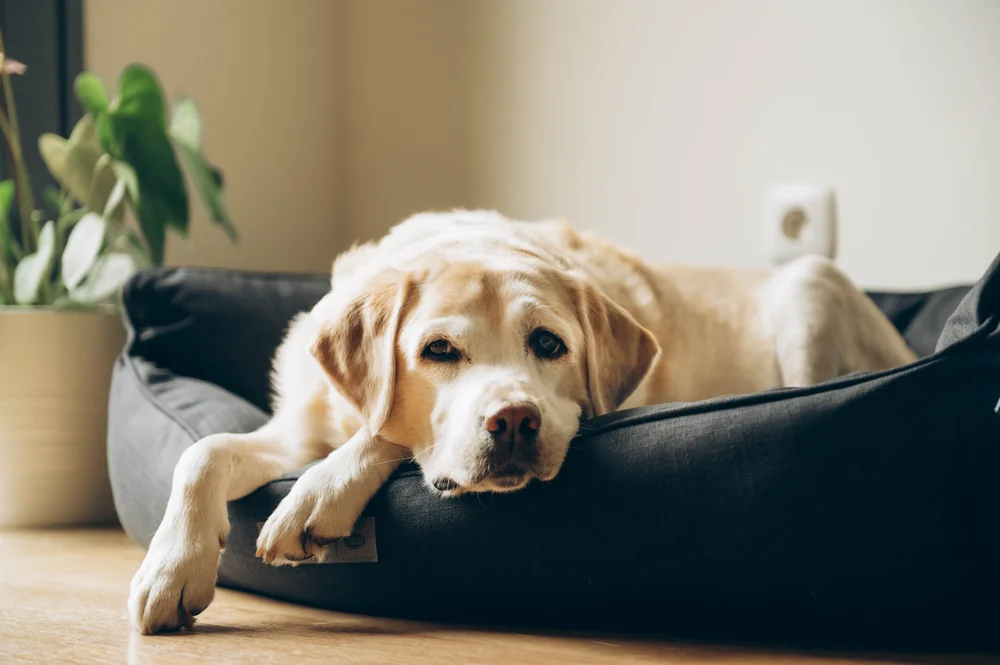 Creating a Comforting Space for Your Senior Pet