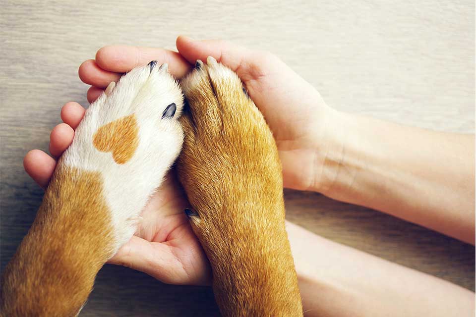 When Should You Get a New Pet?