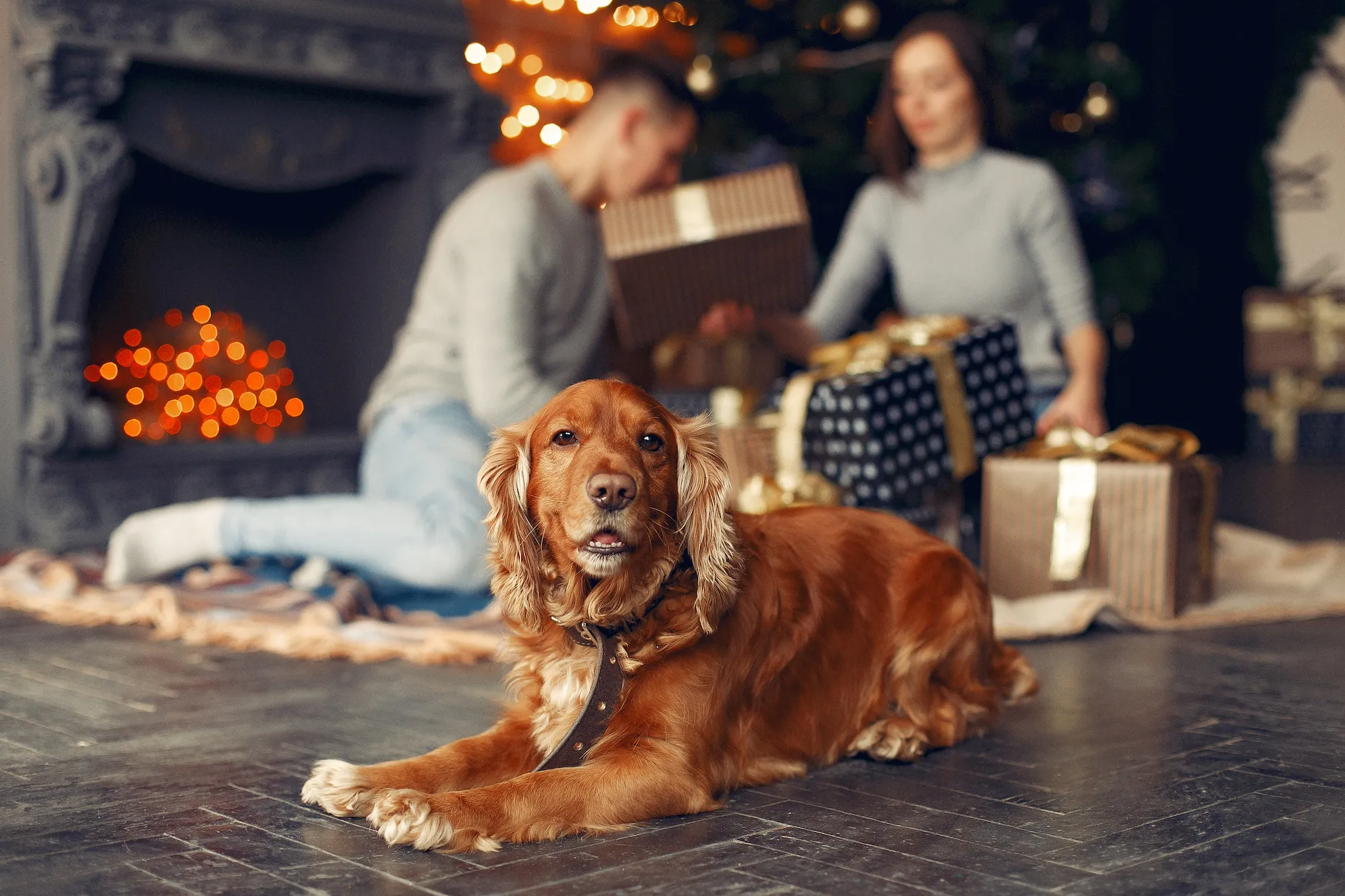Recession resistant pet franchise