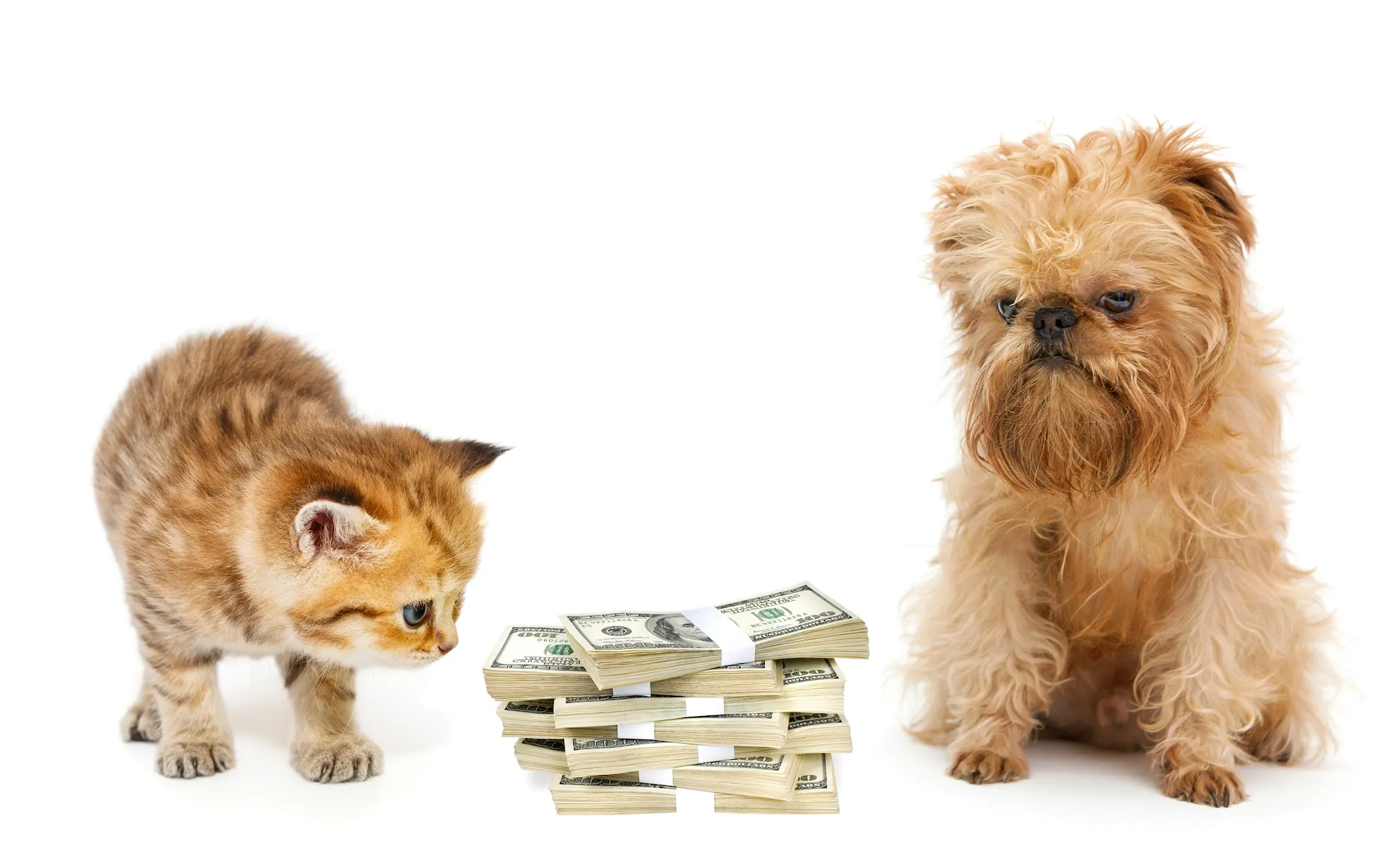 Pet business investment