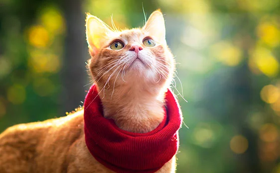 Pet cremation services
