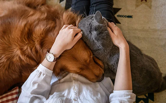 Pet transportation services